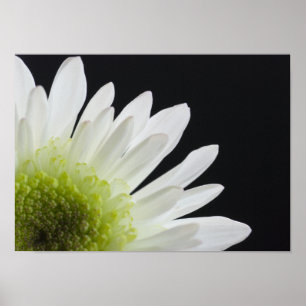 Daisy blomma på svart poster