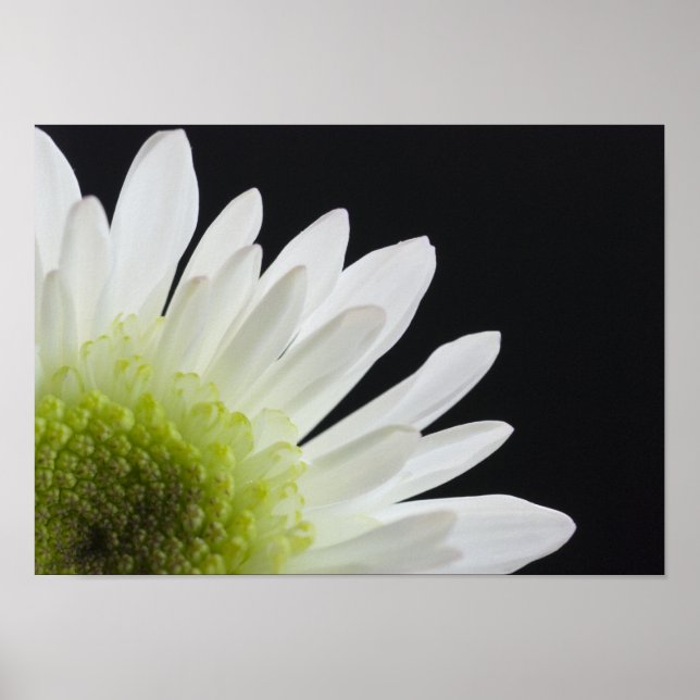 Daisy blomma på svart poster (Framsidan)
