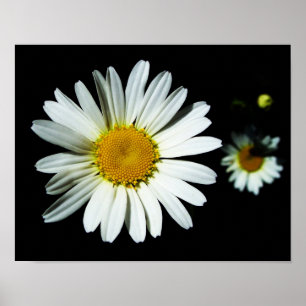 Daisy blomma poster