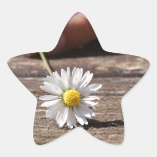 Daisy blomma stjärnformat klistermärke