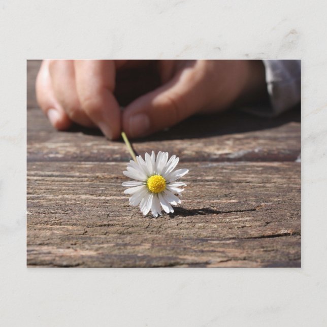 Daisy blomma vykort (Framsida)