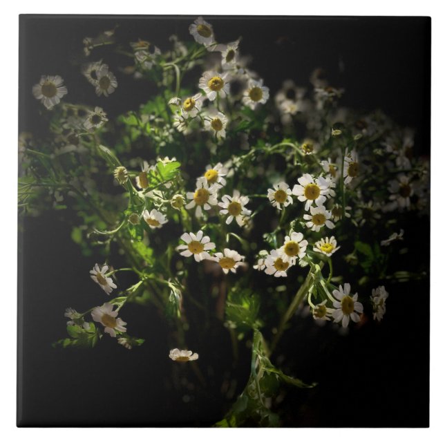 Daisy, blommor kakelplatta (Framsidan)