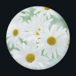 Daisy blommor magnet<br><div class="desc">Vita daisy i mjukt ljus.</div>