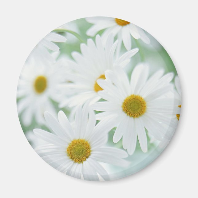 Daisy blommor magnet (Framsidan)