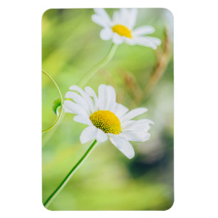 Daisy blommor på ängen magnet