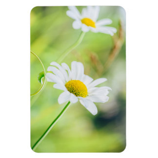 Daisy blommor på ängen magnet