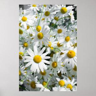 Daisy blommor poster
