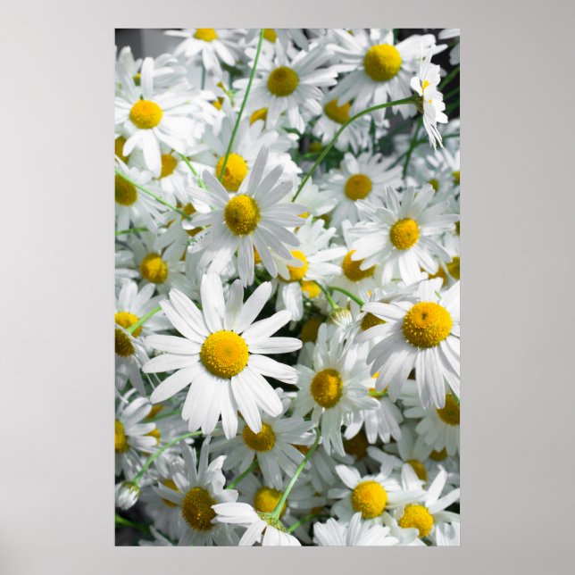 Daisy blommor poster (Framsidan)