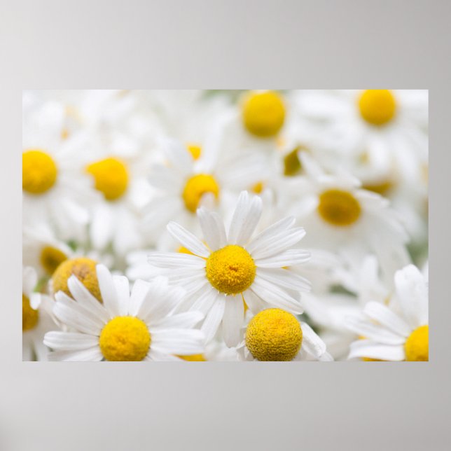 Daisy blommor poster (Framsidan)