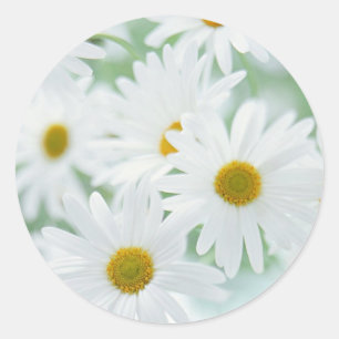Daisy blommor runt klistermärke