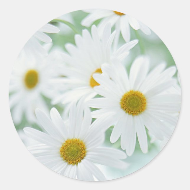 Daisy blommor runt klistermärke (Framsida)