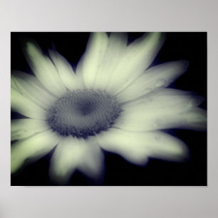 Daisy Blommor, svart och vit Poster