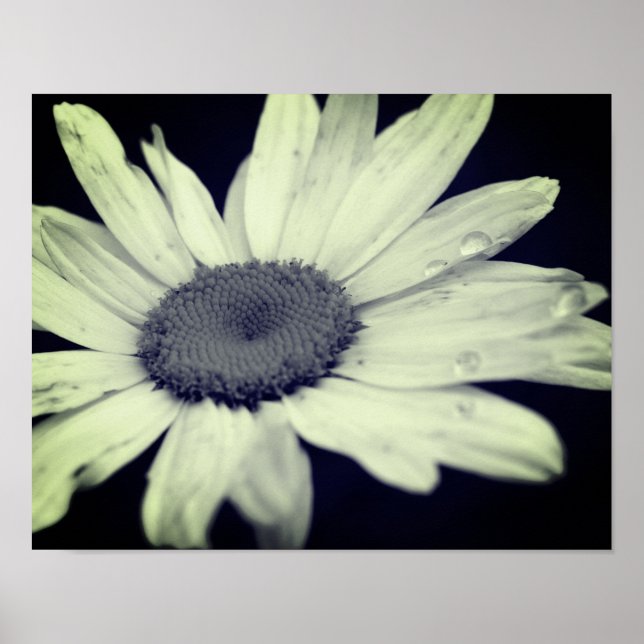 Daisy Blommor, svart och vitt Poster (Framsidan)