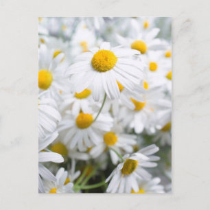 Daisy blommor vykort