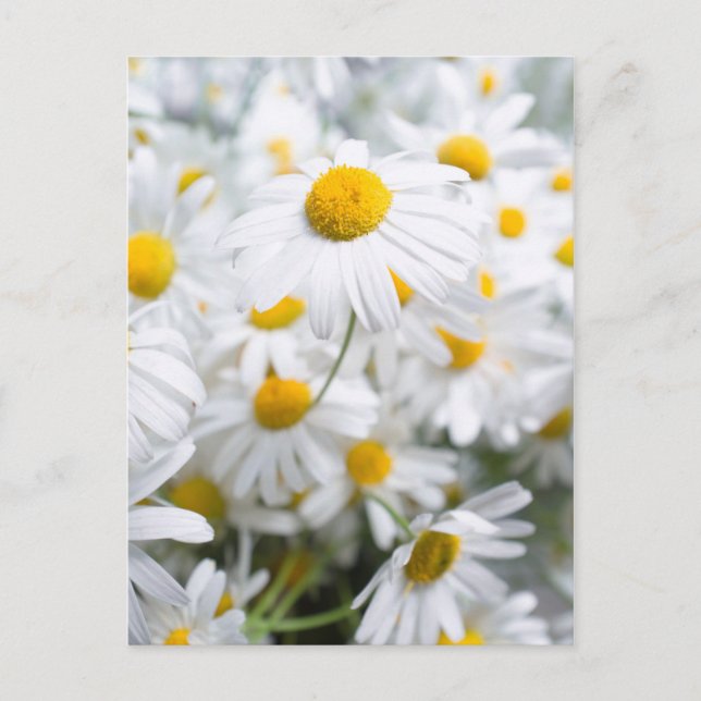 Daisy blommor vykort (Framsida)