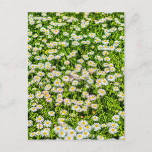 Daisy blommor vykort