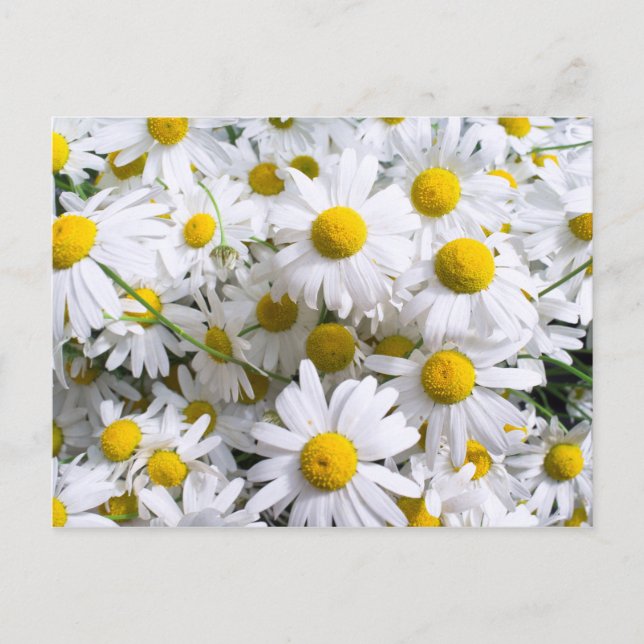 Daisy blommor vykort (Framsida)