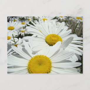 Daisy Blommor vykort Lägg till Daisy