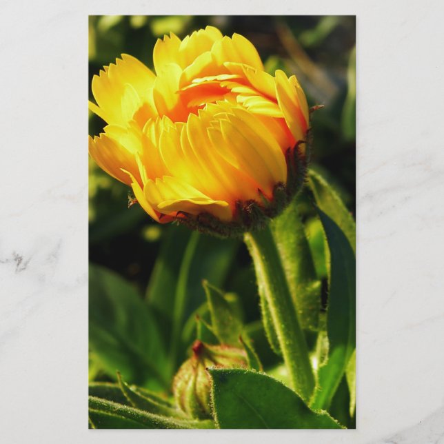 Daisy Brevpapper (Framsida)