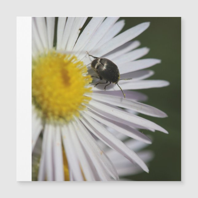 "Daisy & Bumblebee Puzzle - Nature's Tiny" (Framsida)