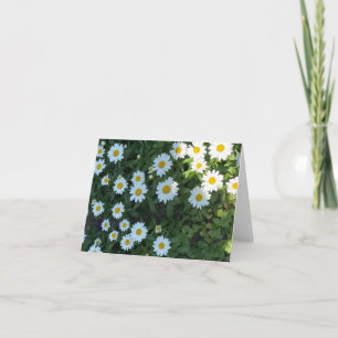 Daisy Bush-foto Kort