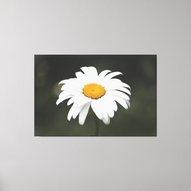 Daisy Canvas Art (Framsida)