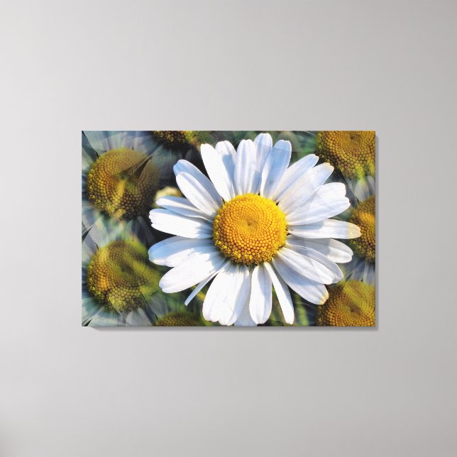 DAISY CANVASTRYCK (Framsida)