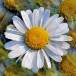 DAISY CANVASTRYCK<br><div class="desc">En fotografisk design av många bilder med lite vild daisy. com</div>