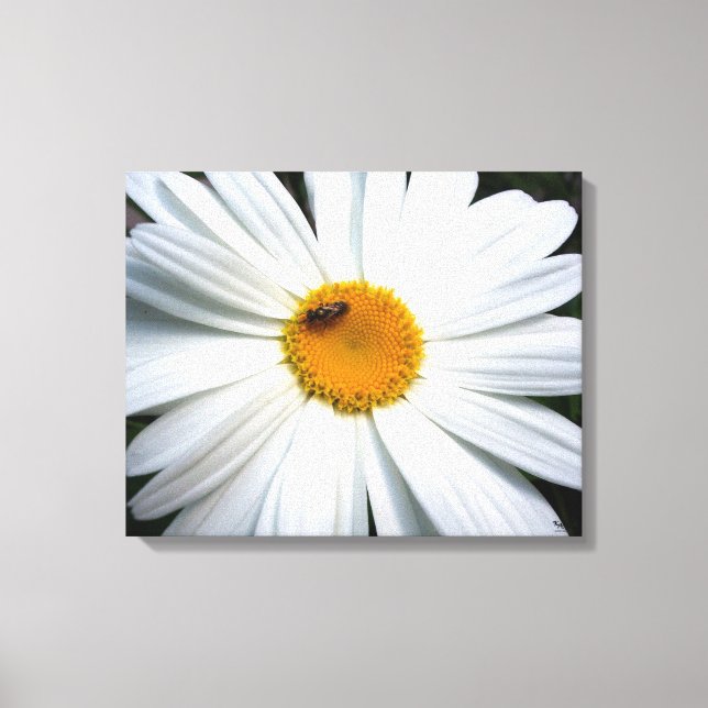Daisy Canvastryck (Framsida)