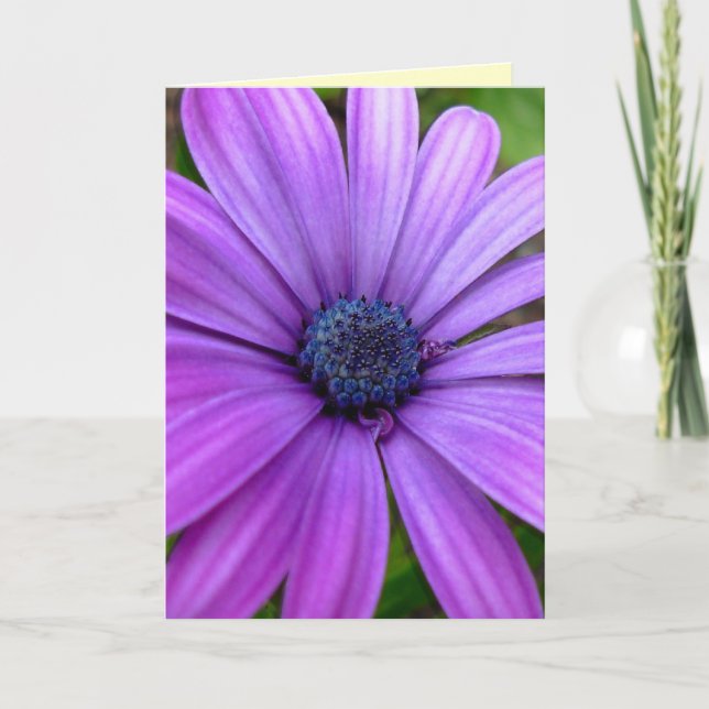 Daisy Card Vild Flowers Anpassningsbar Greeting Ca Kort (Framsida)