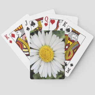 Daisy Casinokort