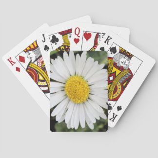 Daisy Casinokort