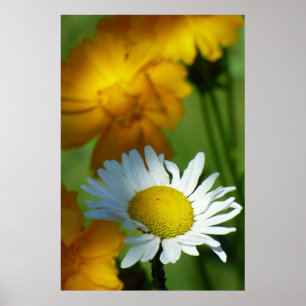 Daisy Chamomile Flower Blommigt Solros Älskare Gi Poster