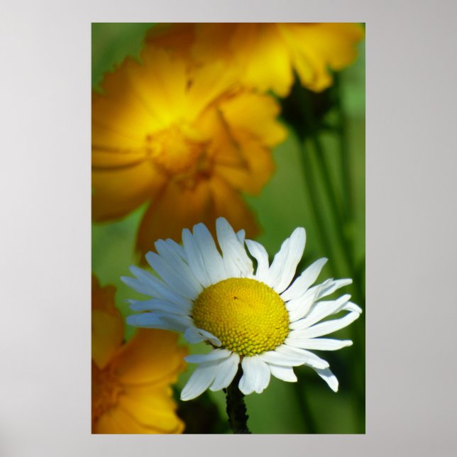 Daisy Chamomile Flower Blommigt Solros Älskare Gif Poster (Framsidan)
