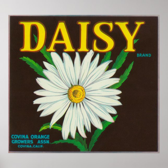 Daisy Citrus Låda etikett Poster (Framsidan)