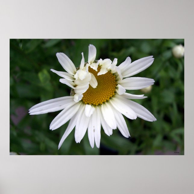 Daisy Daisy Fotostängningar Poster (Framsidan)