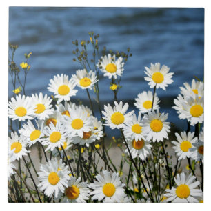 Daisy-Daisy Kakelplatta