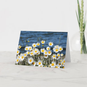 Daisy-Daisy Kort