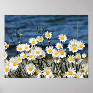 Daisy-Daisy Poster
