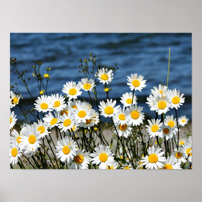 Daisy-Daisy Poster (Framsidan)