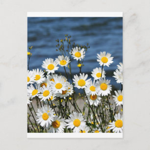 Daisy-Daisy Vykort