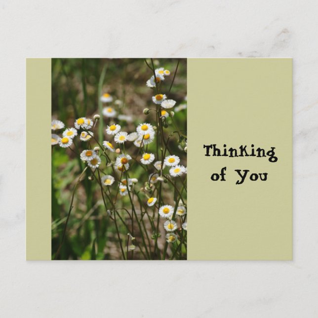 Daisy, Daisy Vykort (Framsida)