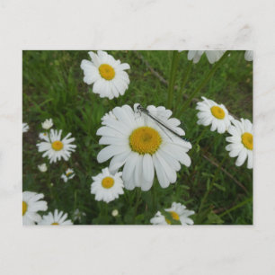 Daisy & Damselfly DIY-vykort Vykort
