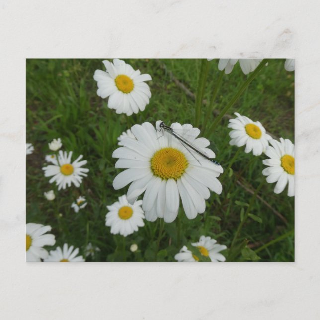 Daisy & Damselfly DIY-vykort Vykort (Framsida)
