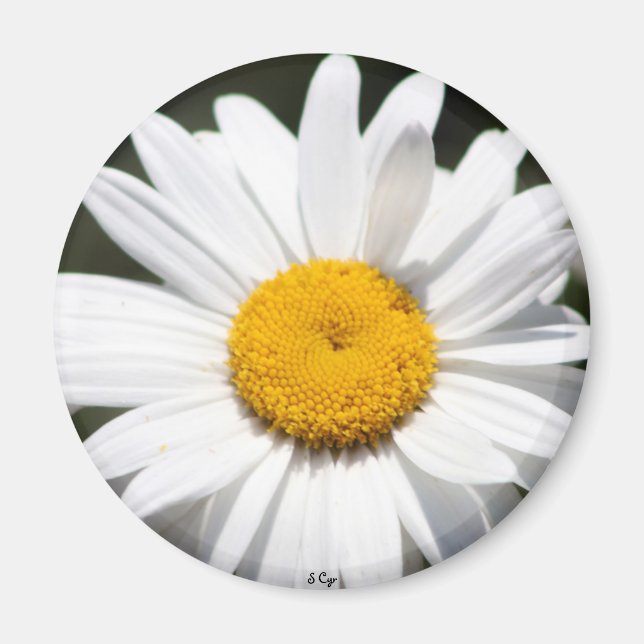 Daisy Darling Magnet (Framsidan)