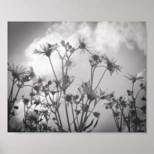Daisy Day Black and White Daisys Flower Archival Poster