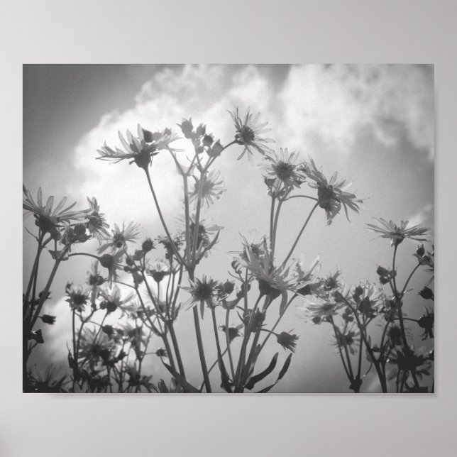 Daisy Day Black and White Daisys Flower Archival Poster (Framsidan)