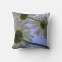 Daisy Days blomma