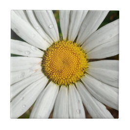 Daisy Dew Tile Kakelplatta