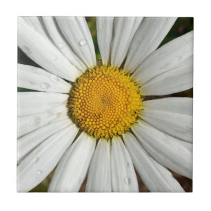 Daisy Dew Tile Kakelplatta